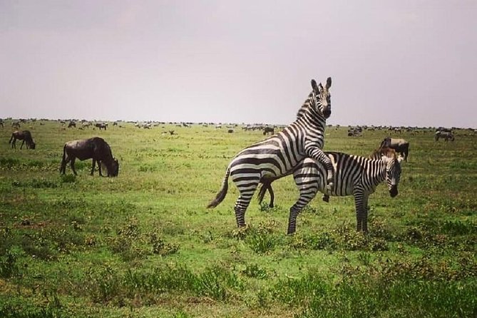 Serengeti & Ngorongoro fly in safari - Day 3: Searching for black rhino in Ngorongoro Crater