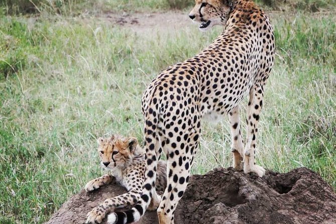 Serengeti & Ngorongoro fly in safari - The Maasai village option