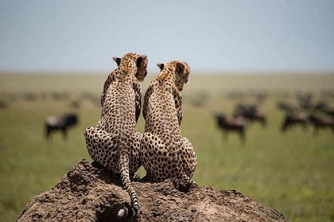Serengeti & Ngorongoro fly in safari - How the private format affects your trip