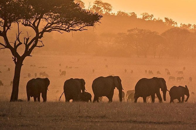 Serengeti & Ngorongoro fly in safari - Who will get the most from this itinerary