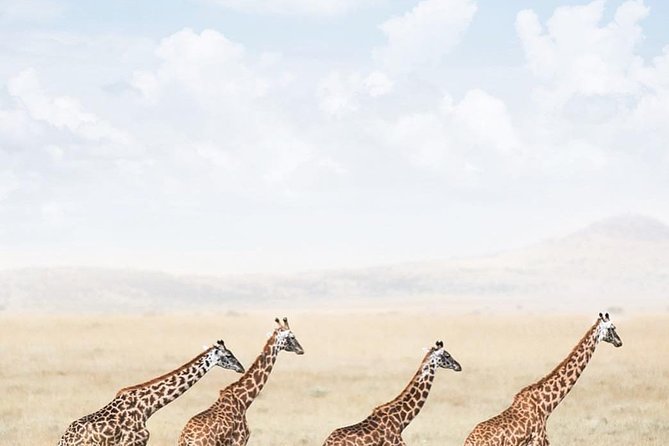 serengeti, ngorongoro & tarangire 5days private tour - Tarangire: a strong first park