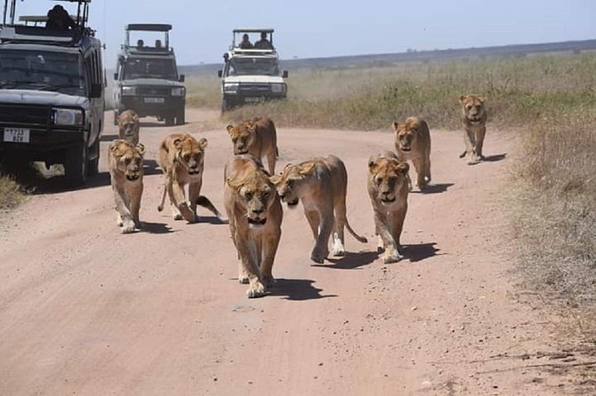 serengeti, ngorongoro & tarangire 5days private tour - Ngorongoro: dramatic views and a different pace