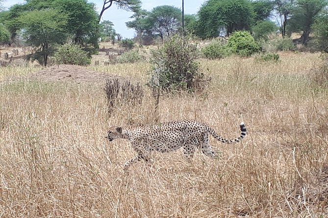 serengeti, ngorongoro & tarangire 5days private tour - The private guide is the heart of the trip