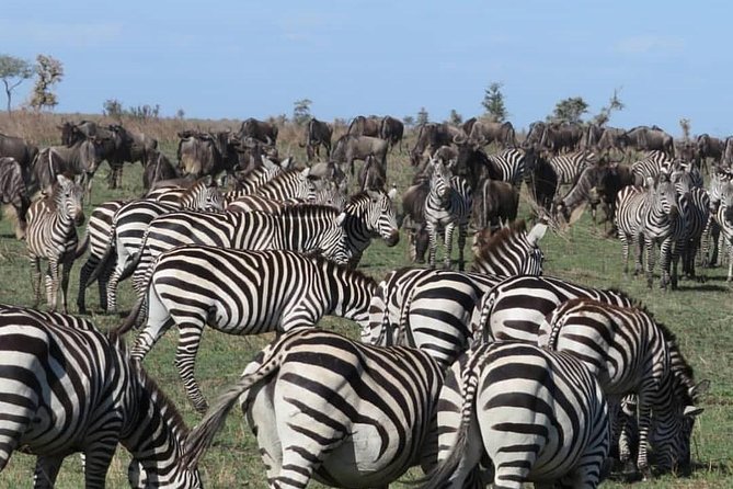 serengeti, ngorongoro & tarangire 5days private tour - What the five-day pace feels like
