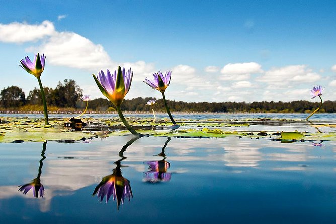 Serenity Cruise to Australia's Everglades - Wildlife spotting without false promises