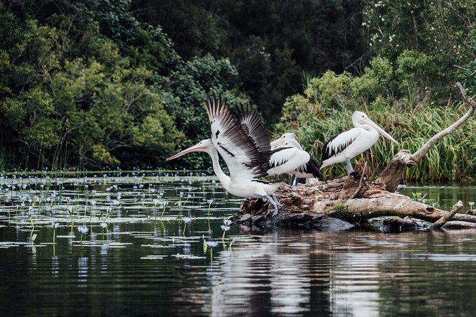 Serenity Cruise to Australia's Everglades - Is $67.42 good value?