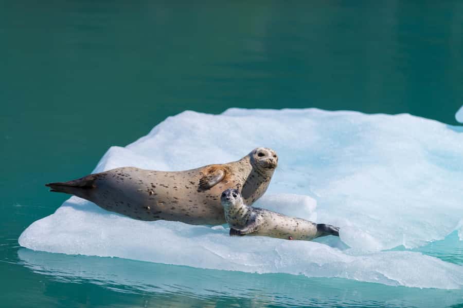 Seward: Kenai Fjords National Park Catamaran Cruise w/Lunch - Kenai Fjords Cruise Highlights