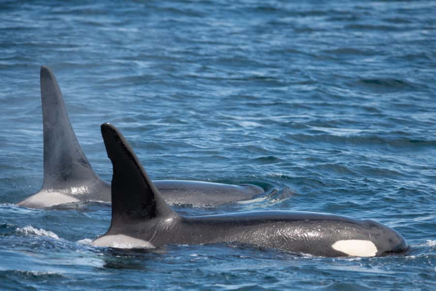 Seward: Kenai Fjords National Park Catamaran Cruise w/Lunch - Lunch, Seating, and Time on Board