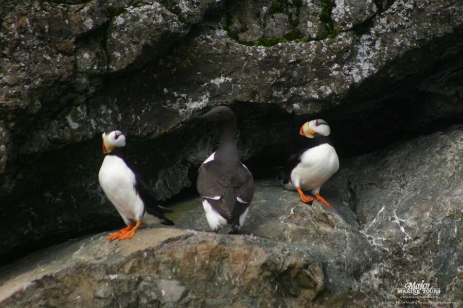 Seward: Kenai Fjords National Park Extended Cruise - Should you book it?