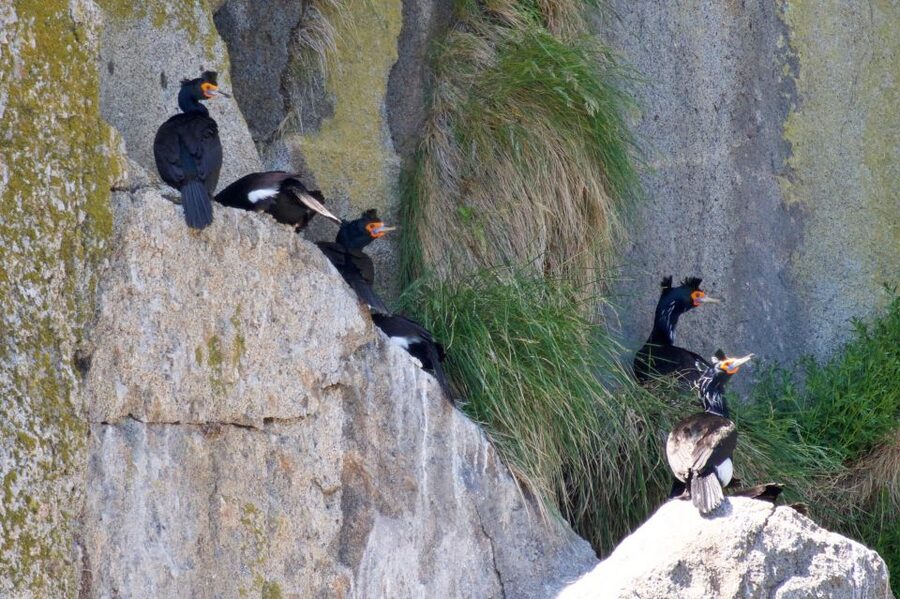Seward: Kenai Fjords National Park Extended Cruise - Lunch, drinks, and a long day outside
