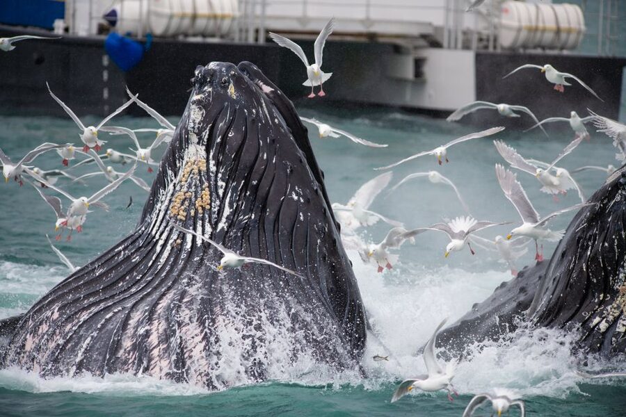 Seward: Kenai Fjords National Park Extended Cruise - Is $325 a fair price?