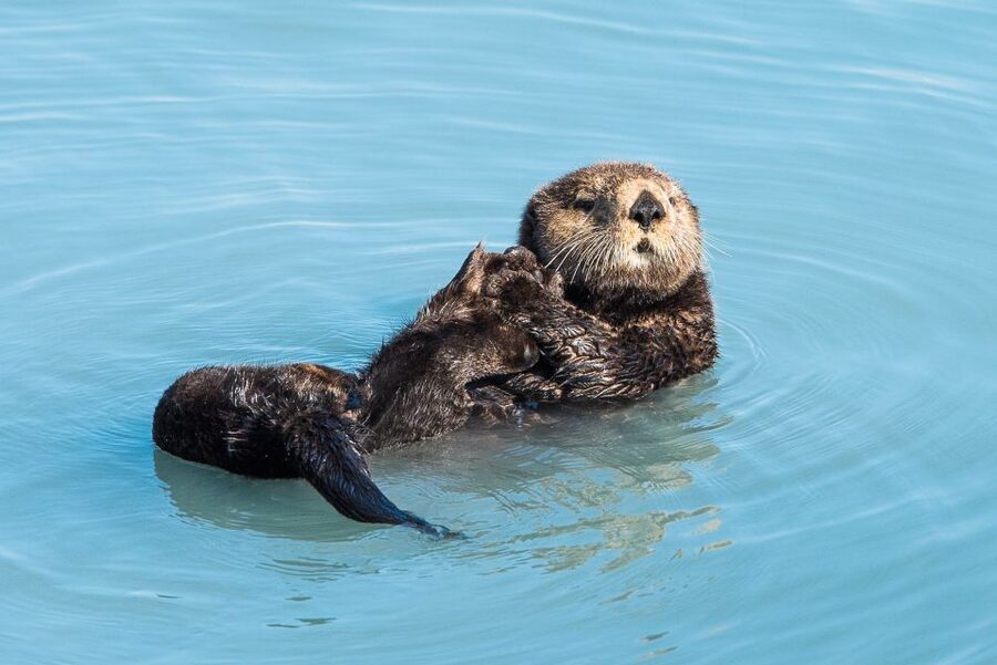 Seward: Kenai Fjords National Park Extended Cruise - Who should choose this Kenai Fjords trip?