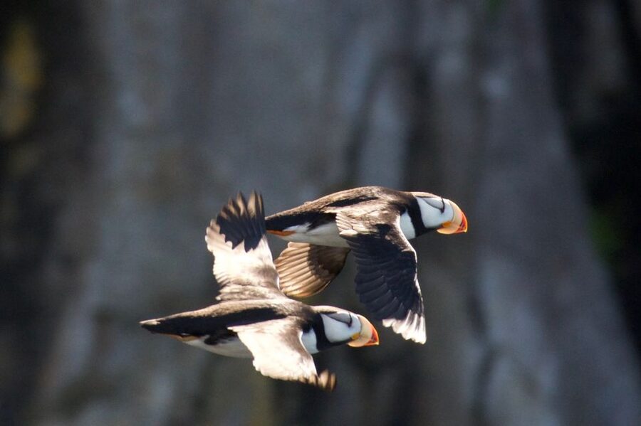 Seward: Kenai Fjords National Park Extended Cruise - Practical ways to make the day better