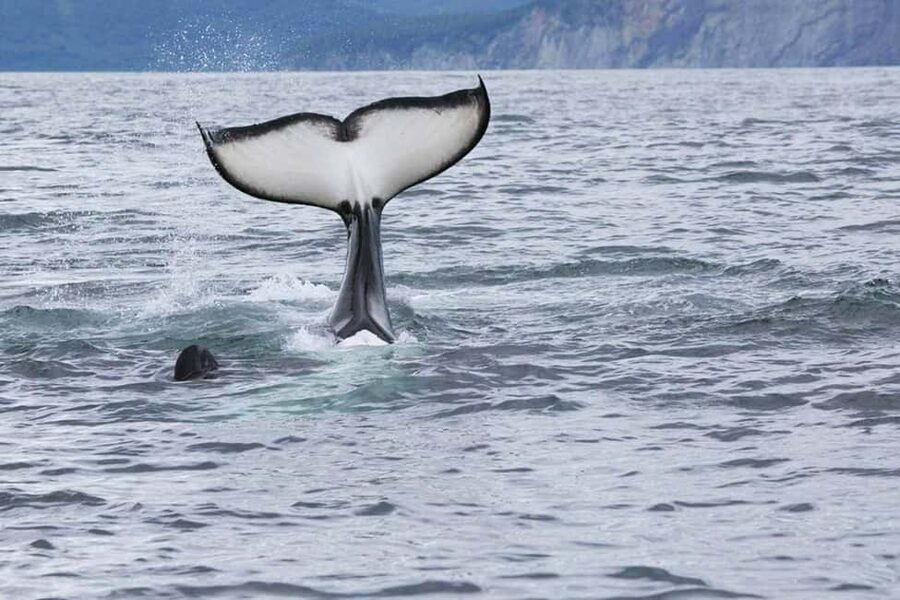 Seward: Kenai Fjords National Park Glacier & Wildlife Cruise - A comfortable boat for a long day outside