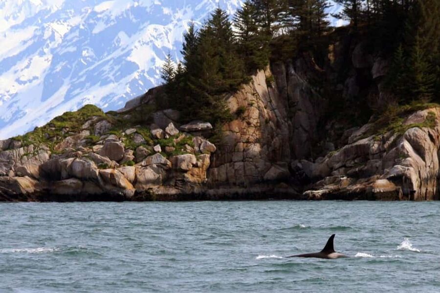 Seward: Kenai Fjords National Park Glacier & Wildlife Cruise - Whales, otters, porpoises, and sea lions