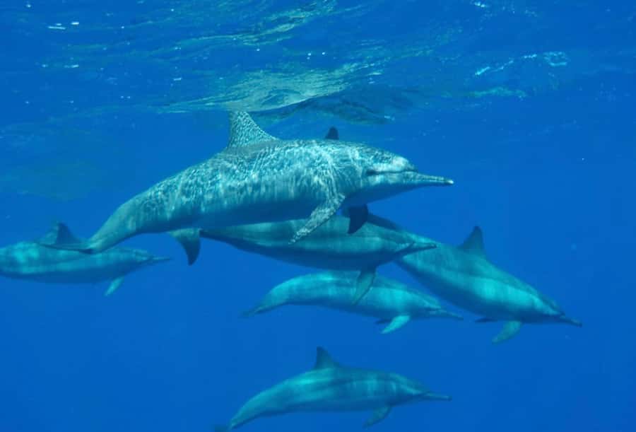 Sharm el-Sheikh: Premium Ras Mohammed & White Island Cruise - First snorkeling stop: coral, fish, and calm support