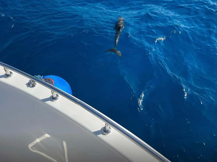 Sharm el-Sheikh: Ras Mohammed Elite VIP Cruise and BBQ Lunch - The return cruise can be windy