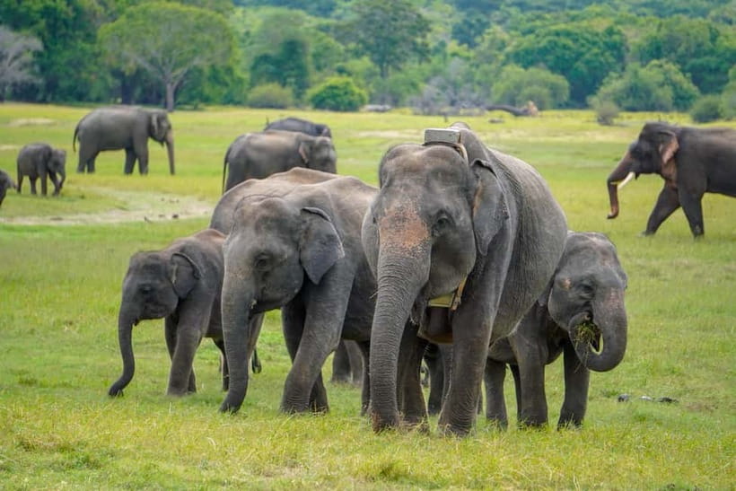 Sigiriya Lion Rock Hike & Minneriya National Park Safari - Lunch, local stops, and the break between activities