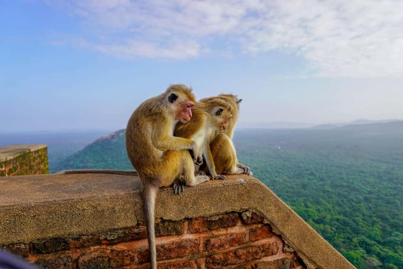 Sigiriya Lion Rock Hike & Minneriya National Park Safari - What the transport arrangement adds