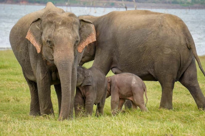 Sigiriya Lion Rock Hike & Minneriya National Park Safari - What the $40 price really covers