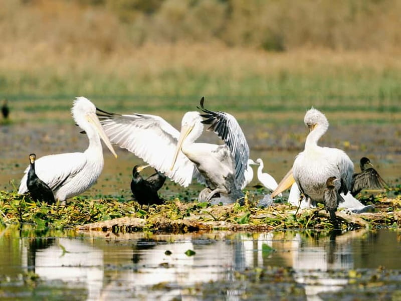 Skadar Lake National Park: Birdwatching & Photography Tour - Key points to know before you book