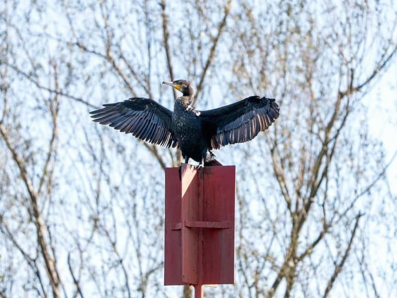 Skadar Lake National Park: Birdwatching & Photography Tour - Starting at Virpazar’s central bridge