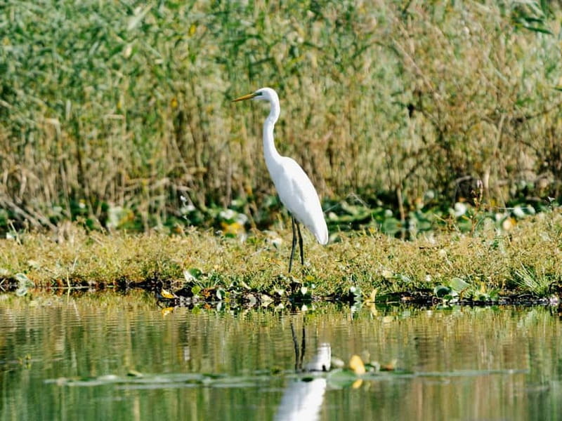 Skadar Lake National Park: Birdwatching & Photography Tour - Following the lake’s narrow channels
