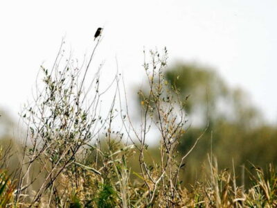Skadar Lake National Park: Birdwatching & Photography Tour