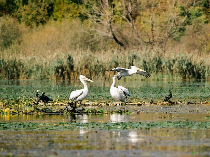 Skadar Lake National Park: Birdwatching & Photography Tour - The first wildlife viewing near the park