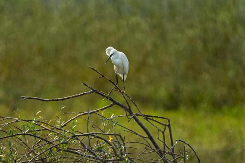 Skadar Lake National Park: Birdwatching & Photography Tour - Kamenik’s quieter wildlife areas