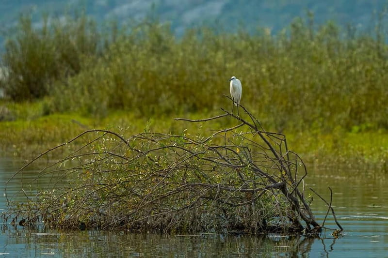 Skadar Lake National Park: Birdwatching & Photography Tour - Returning through the channels