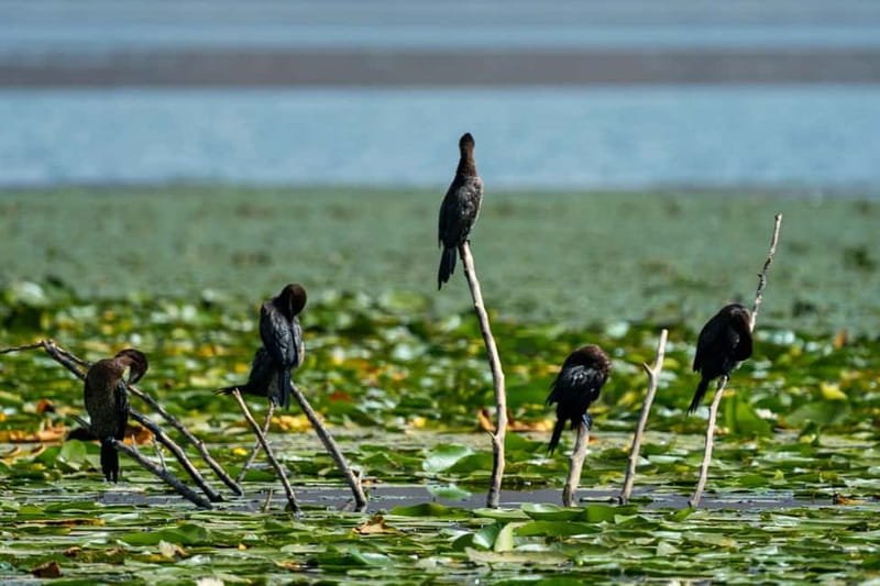 Skadar Lake National Park: Birdwatching & Photography Tour - What the $43 price covers