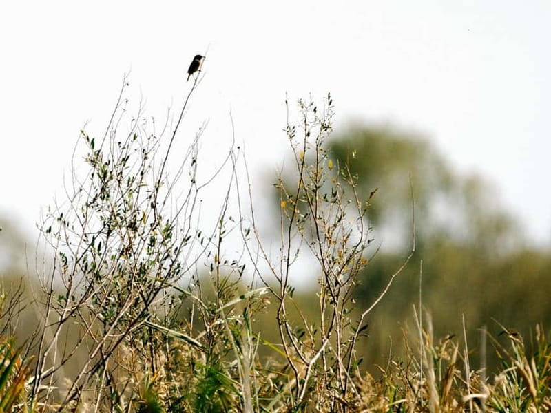 Skadar Lake National Park: Birdwatching & Photography Tour - Boarding the reed-roofed čun
