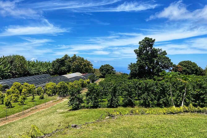 Small-Group Big Island Tour: Hawaii Volcanoes National Park and Kona Coffee Farm - Who should book this tour?