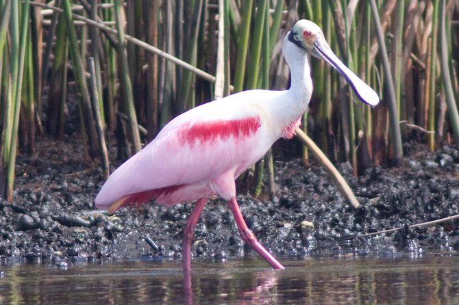 Small Group Boat, Kayak and Walking Guided Eco Tour Everglades - Kayaking through mangroves without prior experience
