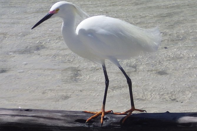 Small Group Boat, Kayak and Walking Guided Eco Tour Everglades - What wildlife you might see