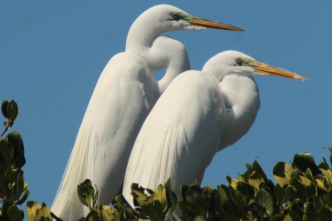 Small Group Boat, Kayak and Walking Guided Eco Tour Everglades - The guide makes the difference