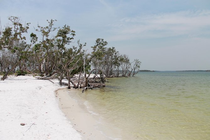 Small Group Motorboat Eco Tour of the Everglades - Why the 10,000 Islands are worth your morning