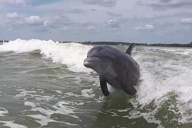 Small Group Motorboat Eco Tour of the Everglades - Wildlife viewing: what you might see