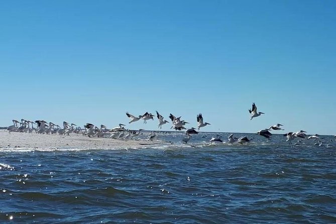 Small Group Motorboat Eco Tour of the Everglades - Family suitability and comfort