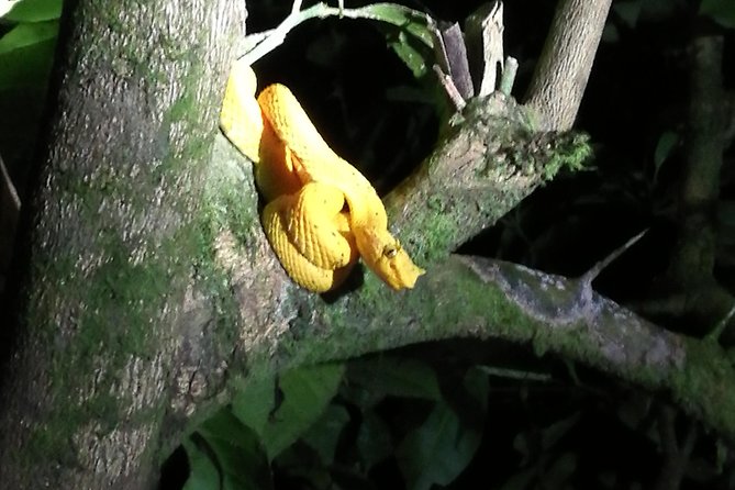 Small-Group Tortuguero National Park Night Walk in Costa Rica - What the Tortuguero night walk is really about