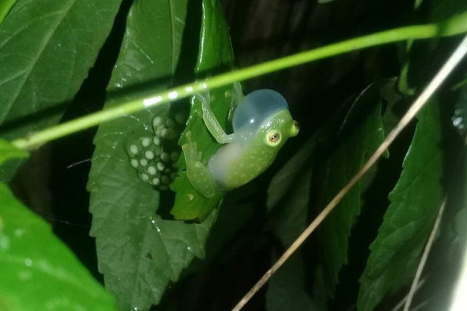 Small-Group Tortuguero National Park Night Walk in Costa Rica - How the $28 price measures up