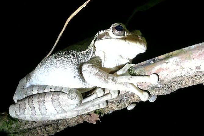 Small-Group Tortuguero National Park Night Walk in Costa Rica - Who should book this experience