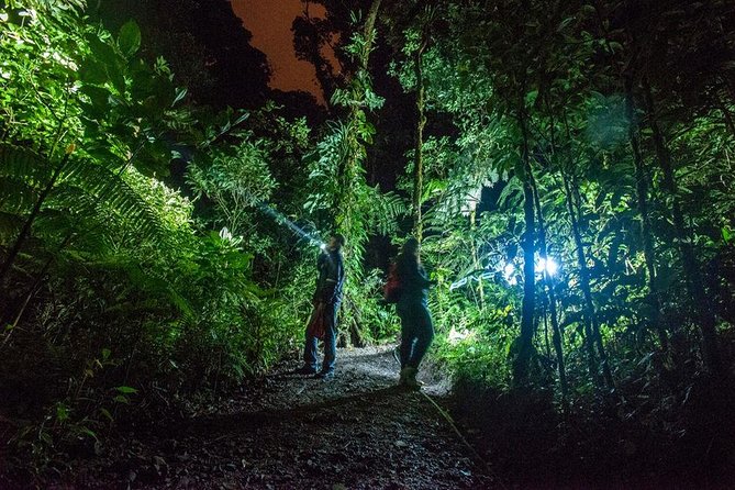 Small-Group Tortuguero National Park Night Walk in Costa Rica - The value of a naturalist guide