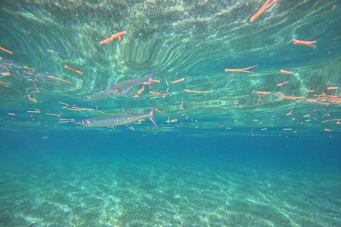 Snorkel at the Reef 2 HOURS Puerto Morelos National park - How the small group affects the experience