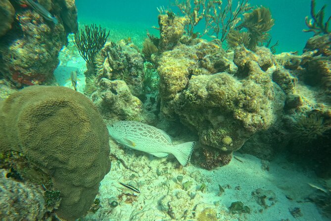 Snorkel at the Reef 2 HOURS Puerto Morelos National park - Timing, cancellation, and small practical details