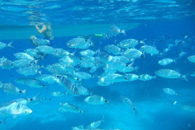 Snorkeling marine protected area Tavolara - Key points at a glance