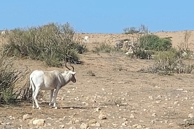 Souss Massa National Park Half Day Trip from Agadir - The 4x4 trails inside Souss Massa National Park