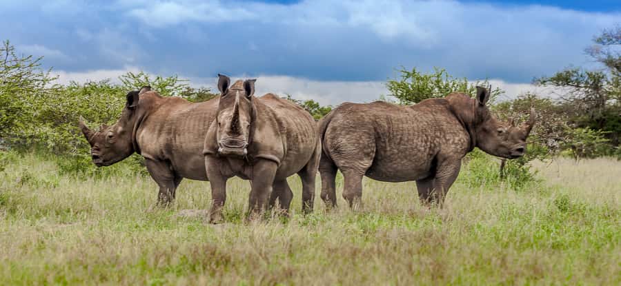 St Lucia: iSimangaliso Wetland Park: Full-Day/Half-Day Tour - Searching for the Big Four