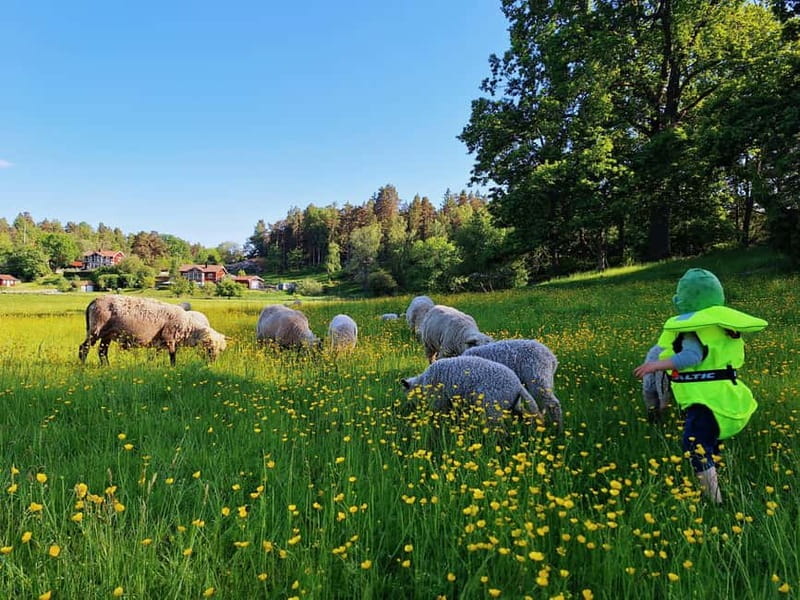 Stockholm: Self Guided Kayak Adventure in Nature Reserve - Meadows, oak woods, and traditional farms